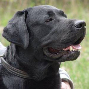 Teach dogs to detect cancer