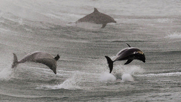 Teach dolphins to use weapons