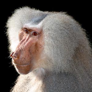 Teach monkeys to play games