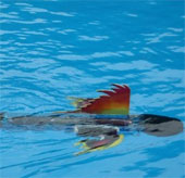 Teaching tools for fish robots