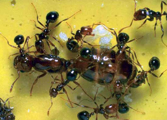 Teamwork helps fire ants to die in floods