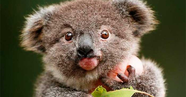 Tears the animals with Down syndrome