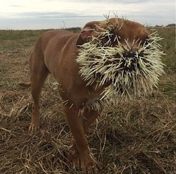 Teasing porcupines, dogs are covered with feathers
