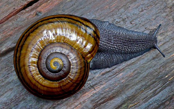 Technical error kills a number of rare snails