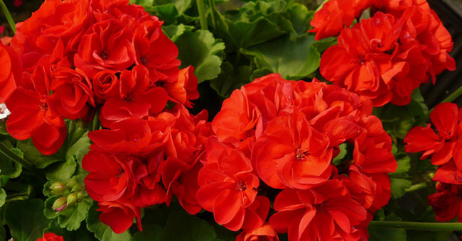 Technical guidance on planting and caring for geraniums