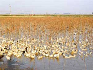 Technique of duck-fish-rice farming combined