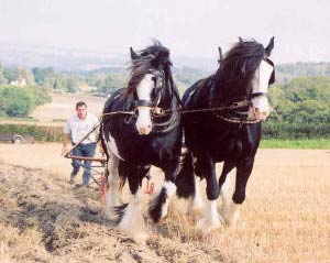 Technique of working horses