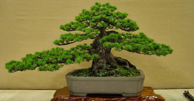 Techniques for fertilizing ornamental plants, ornamental flowers