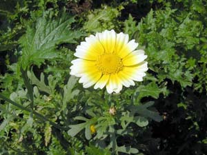 Techniques for growing and caring chrysanthemum plants