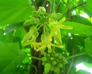 Techniques for growing and caring for natural flowers