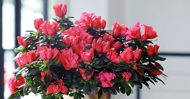 Techniques for growing and caring rhododendron flowers in Tet season