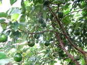 Techniques for growing avocado trees