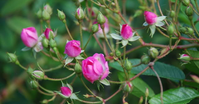 Techniques for growing black roses