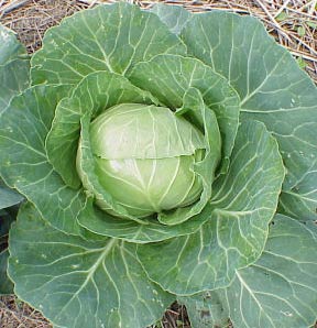 Techniques for growing cabbage
