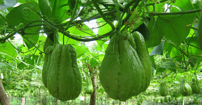Techniques for growing chayote for many tops and wrong results