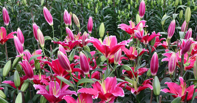 Techniques for growing flowers in the garden