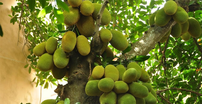 Techniques for growing jackfruit with superior yield