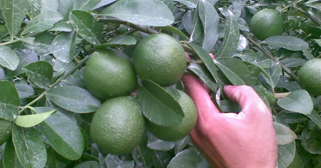 Techniques for growing lemon trees for the whole year