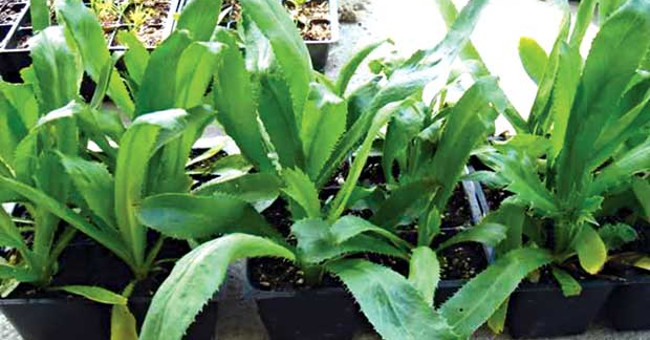 Techniques for growing scent of ships treating diseases in pots