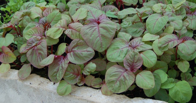 Techniques for growing spinach at home