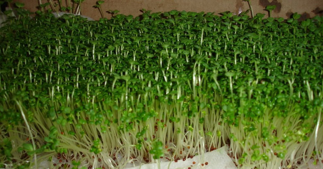 Techniques for growing sprouts with simple paper towels are unexpected