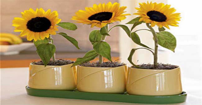Techniques for growing sunflowers in pots