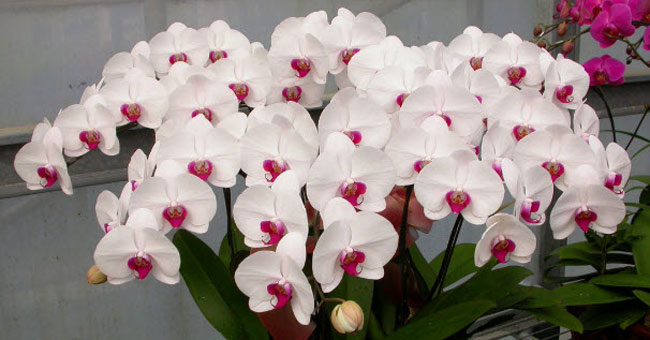 Techniques for growing the scallop orchids in pots