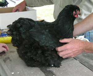 Techniques for raising evil chickens