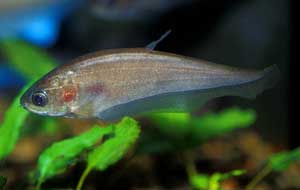 Techniques for raising fish in slices