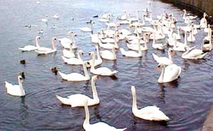 Techniques for raising French geese (part 2)