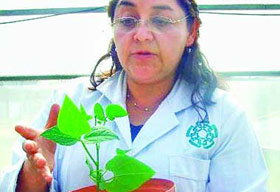 Techniques increase plant growth by 50%