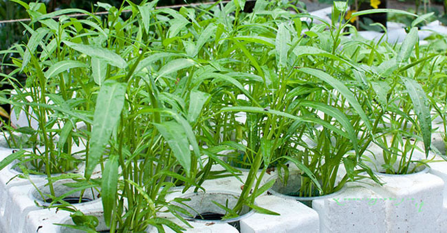 Techniques to grow clean spinach in foam containers at home