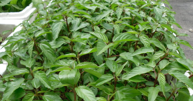 Techniques to grow green jute trees in foam containers