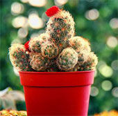 Techniques to plant and care for cacti