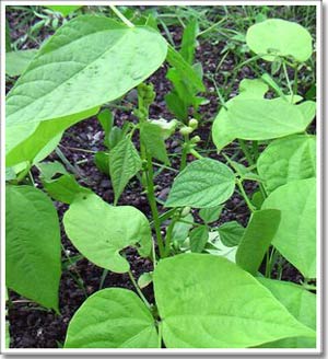 Techniques to preserve beans