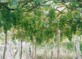 Technology determines grape ripening distance