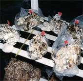 Technology for growing mushrooms from dirty soil