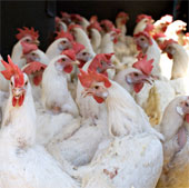 Technology for raising chickens does not need antibiotics in Singapore