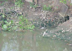 Technology for treating polluted river, canal and canal water