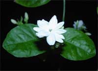 Technology of extracting jasmine essential oil and applying in tea industry