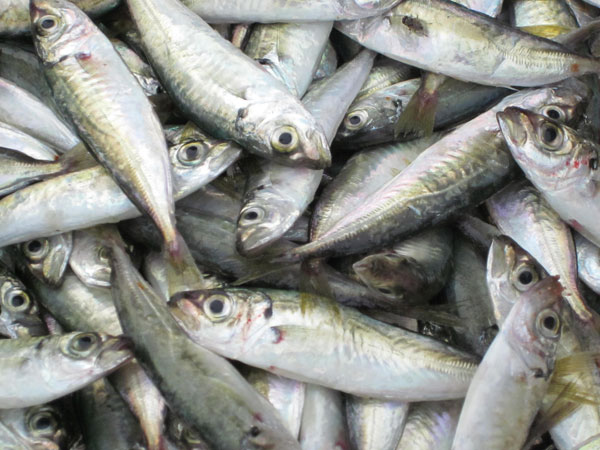 Technology to reduce fees and losses after seafood harvest