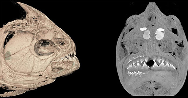 Teething helps piranhas eat everything