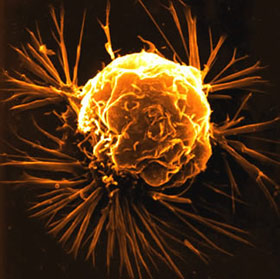 Template for selective drugs to kill cancer cells