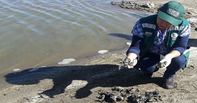 Ten thousand quarter frogs suddenly died in Peru