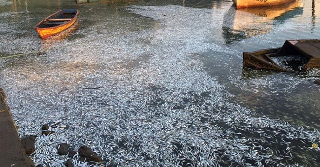 Tens of thousands of dead sardines drifted to the banks of the Chilean river