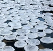Tens of thousands of mysterious 'cakes' float on the Scottish river