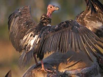 Tens of thousands of species may soon disappear