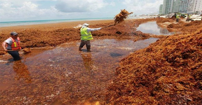 Tens of thousands of tons of horse tail algae swallowed the beaches of Mexico