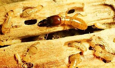 Termite is a species of social cockroach