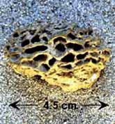 Termites have grown mushrooms 7 million years ago